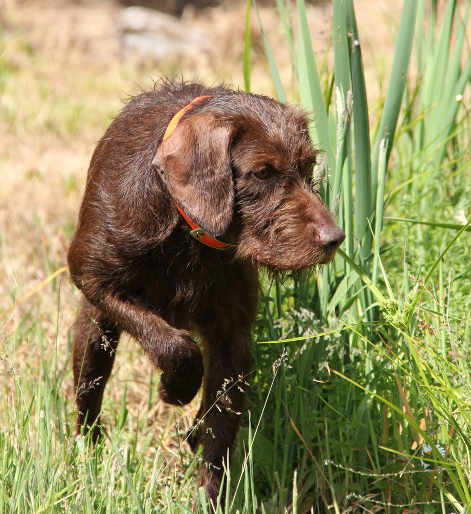 english pointer poodle mix