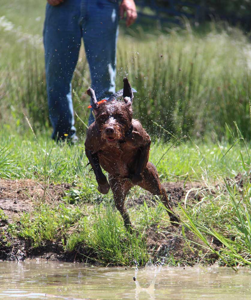 Pudelpointer Sage