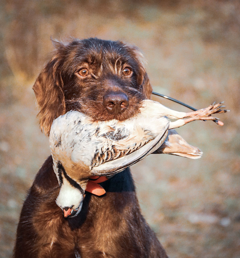 pointer poodle cross