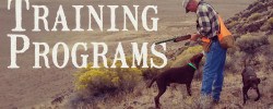 Gundog Training Program