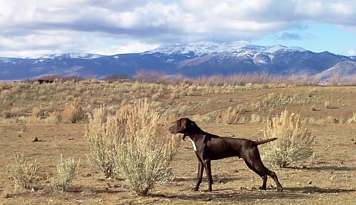 Gundog Training