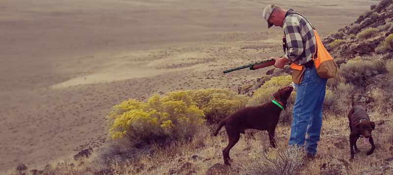 Gundog Training Program