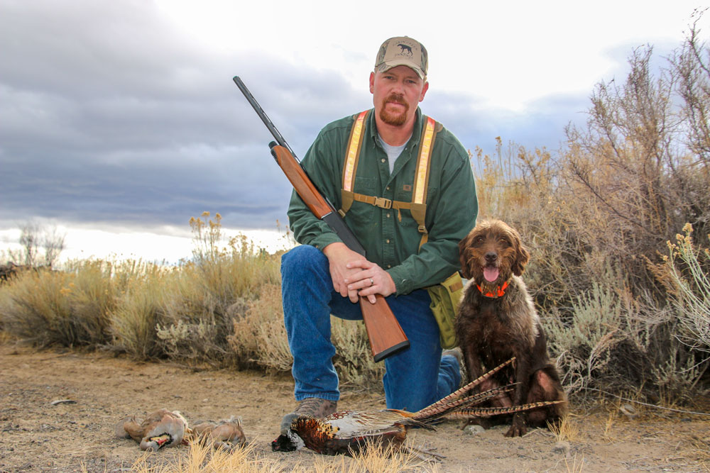 Cabin creek shop gun dogs