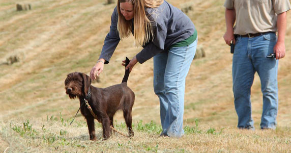 Cabin creek shop gun dogs