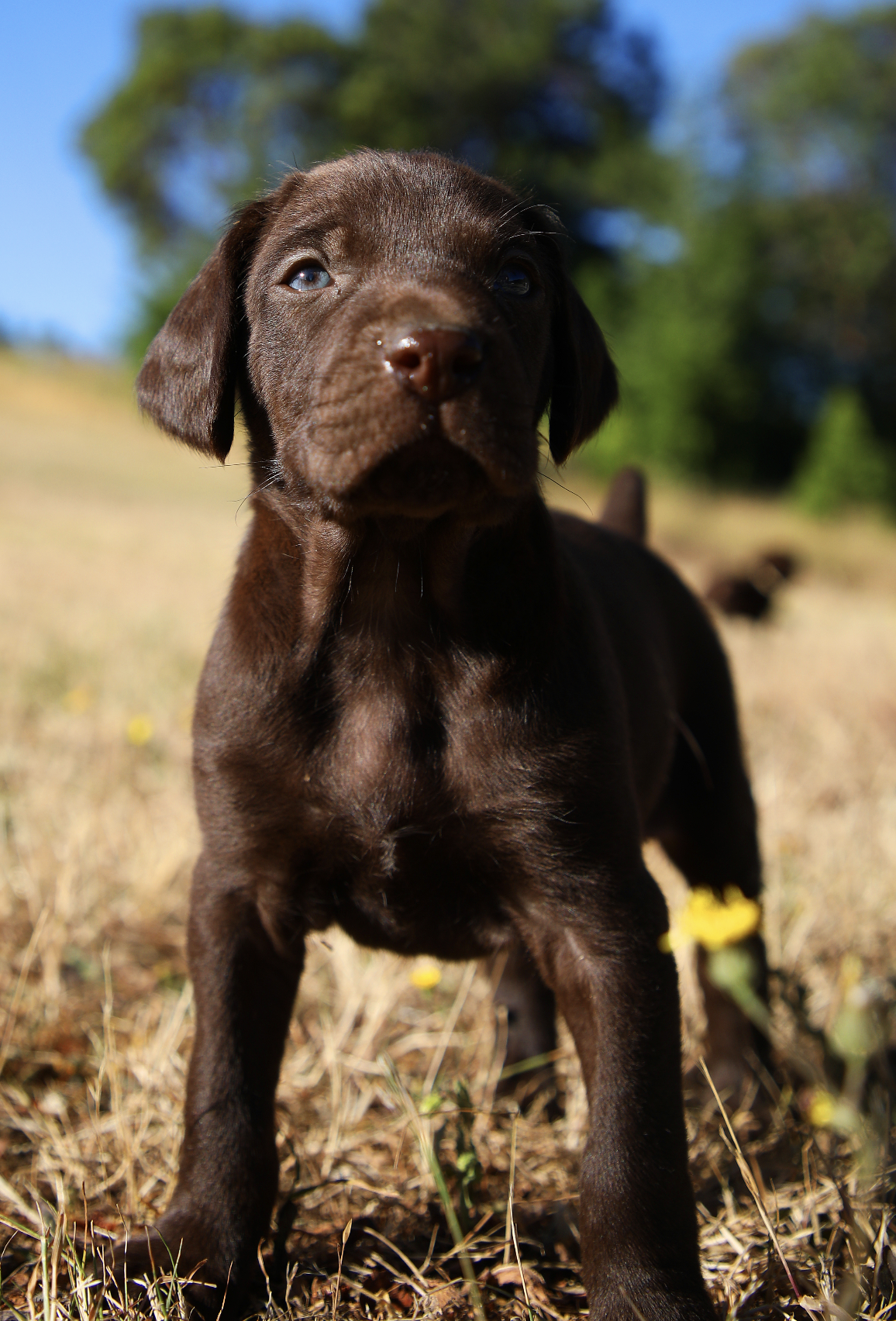 do gun dogs make good pets