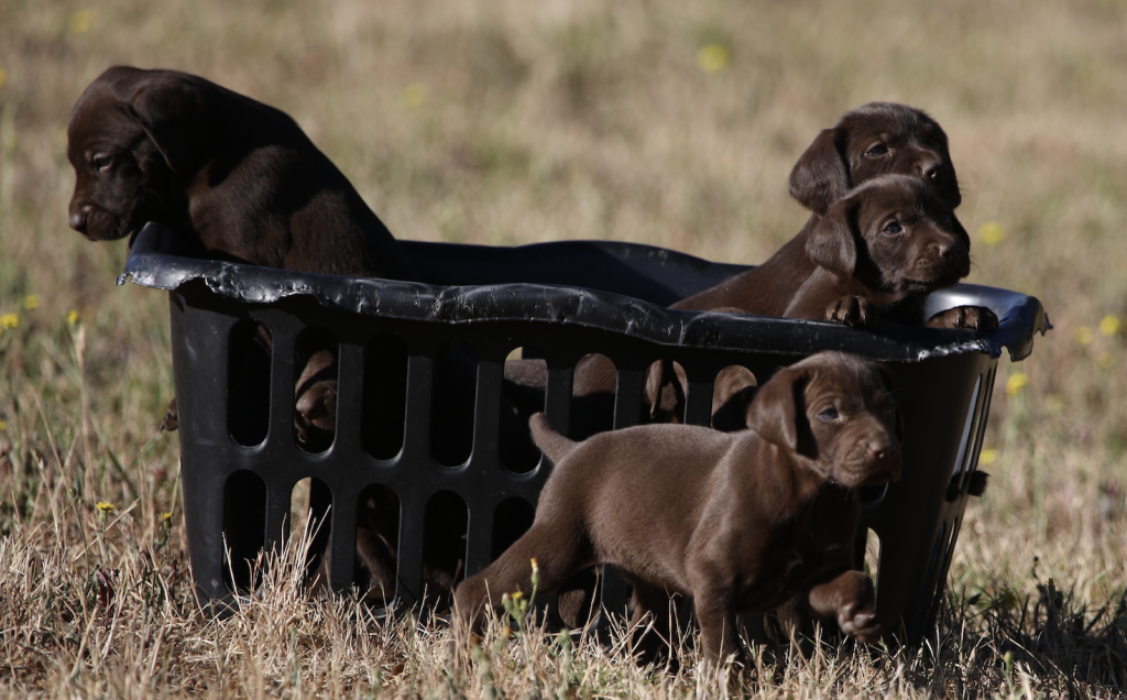 Cabin creek shop gun dogs