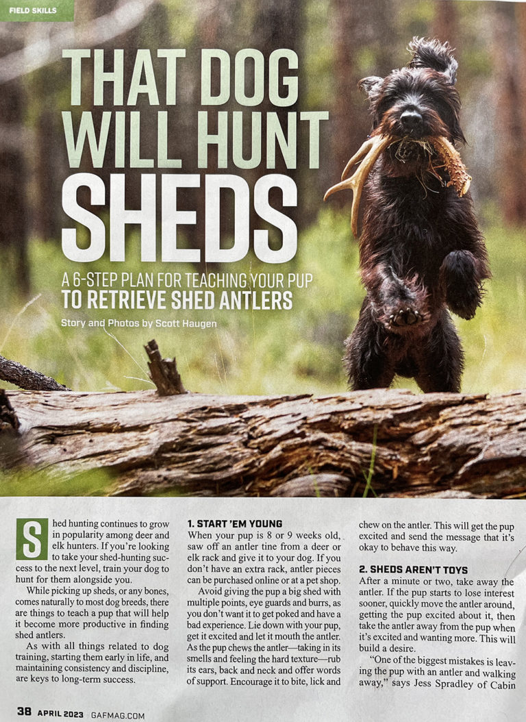 Shed Hunting With Pudelpointers Cabin Creek Gun Dogs